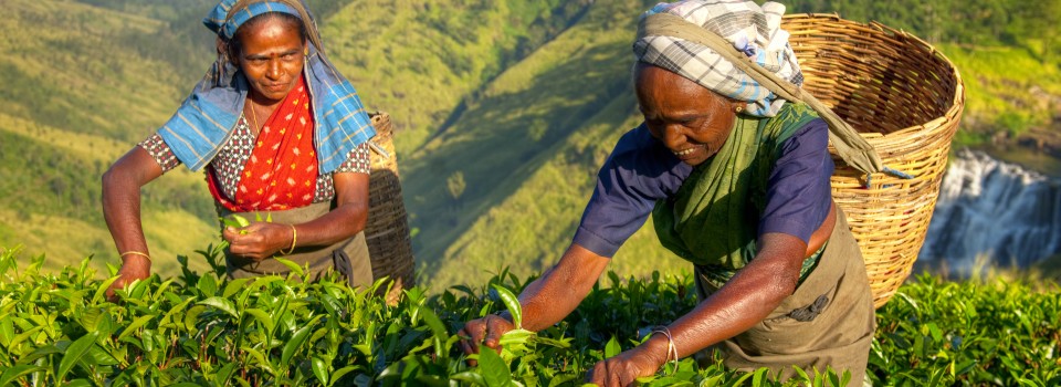 Nuwara Eliya