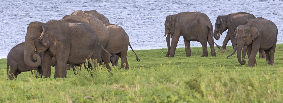 Gal Oya National Park